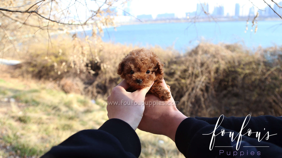 Astro - Poodle M.