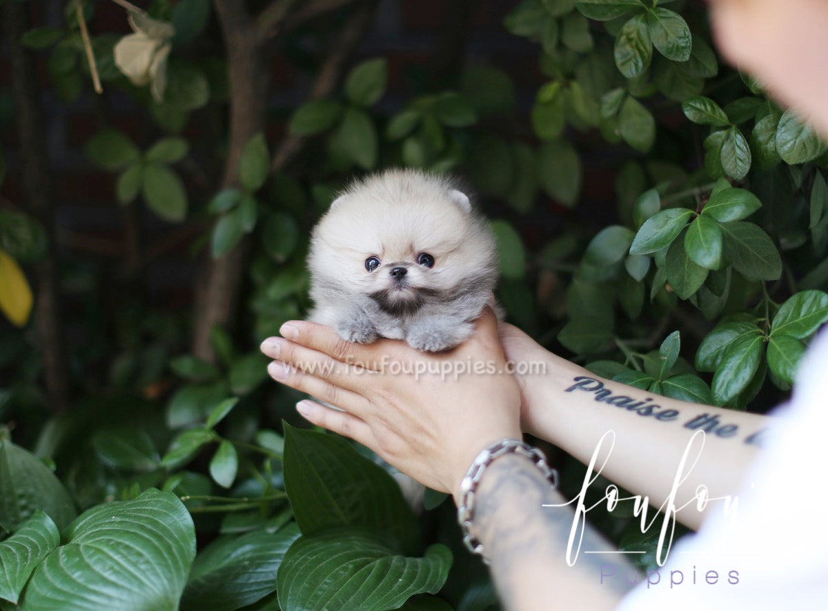 Yogi - Pomeranian M.