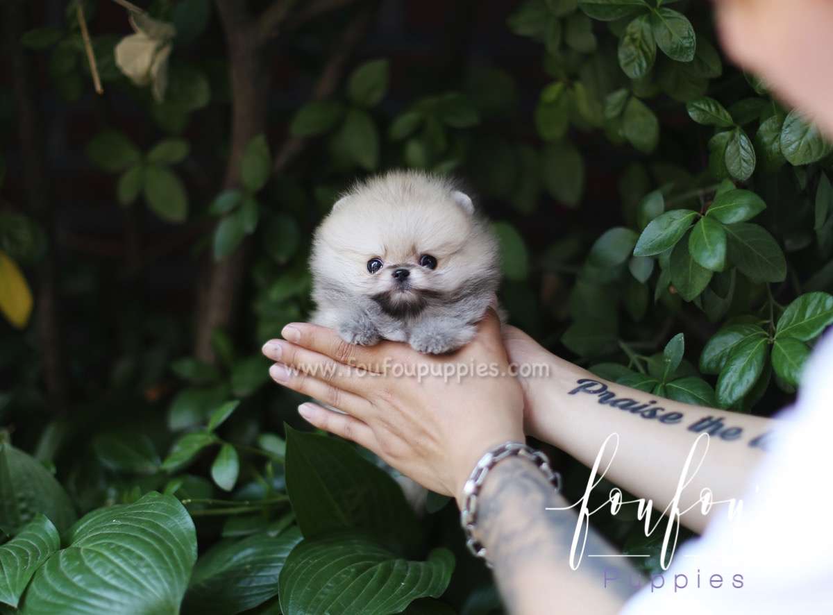 Yogi - Pomeranian M.