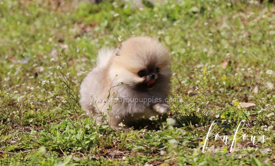 Muffin - Pomeranian M.