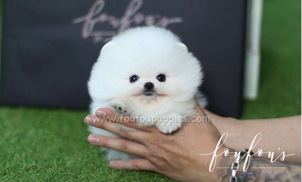 Nova - Pomeranian M.