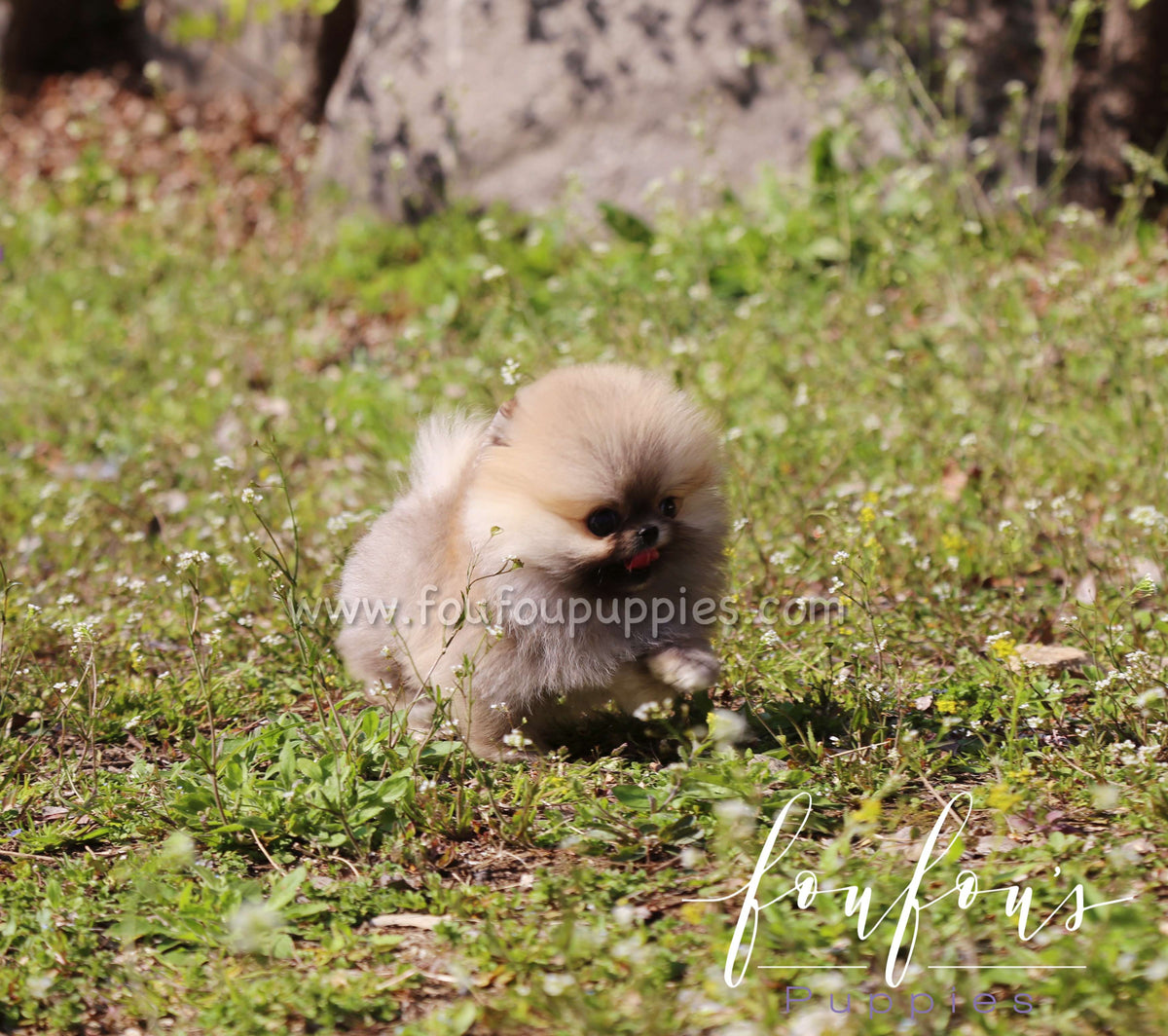 Muffin - Pomeranian M.