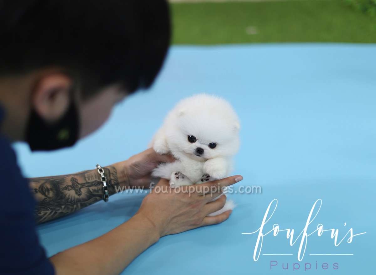 Kissme - Pomeranian F.