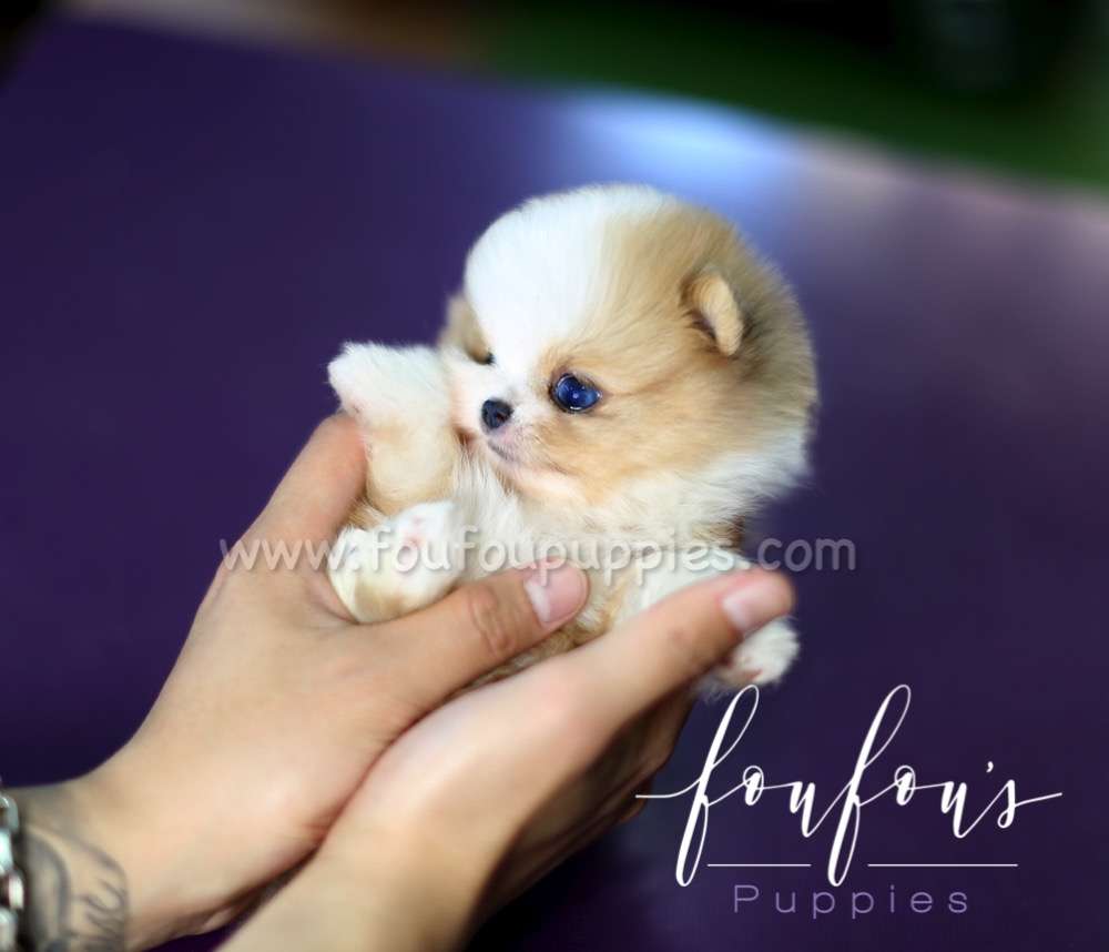 Aurae - Pomeranian F.