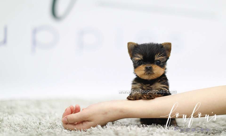 Yorkie Background Image