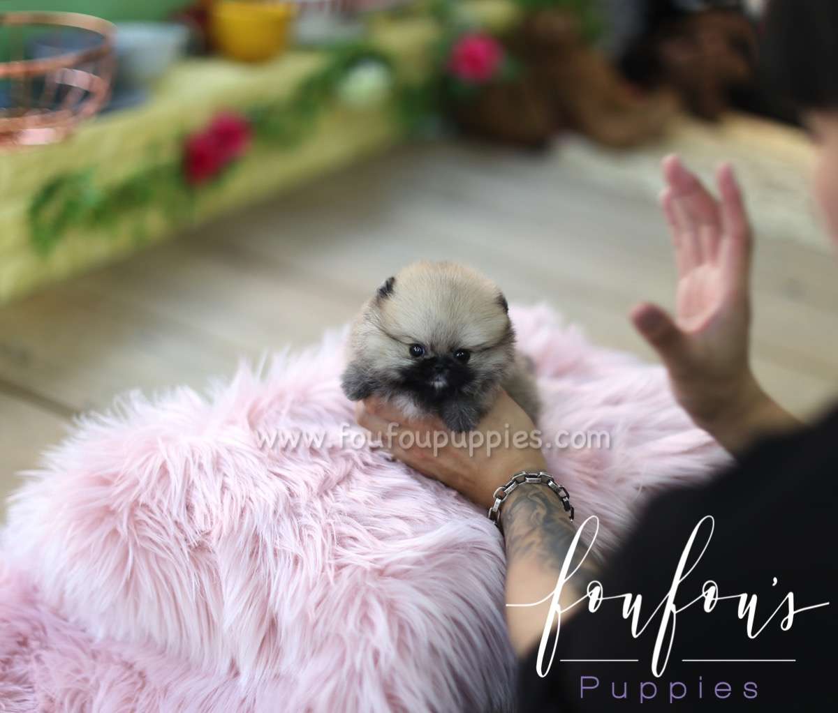 Savannah - Pomeranian F.