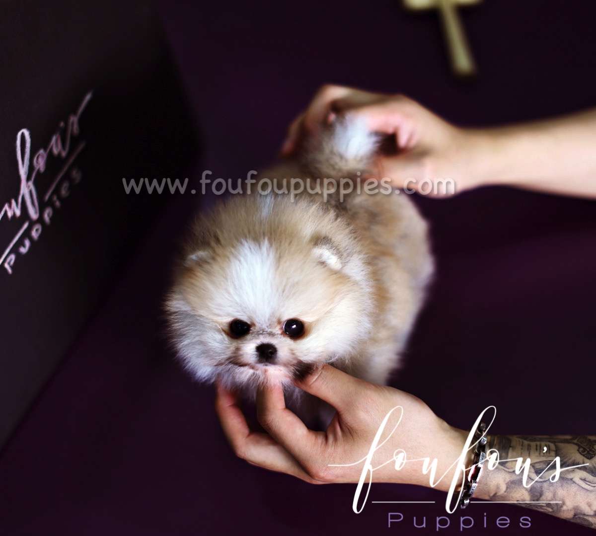 Benny - Pomeranian M.