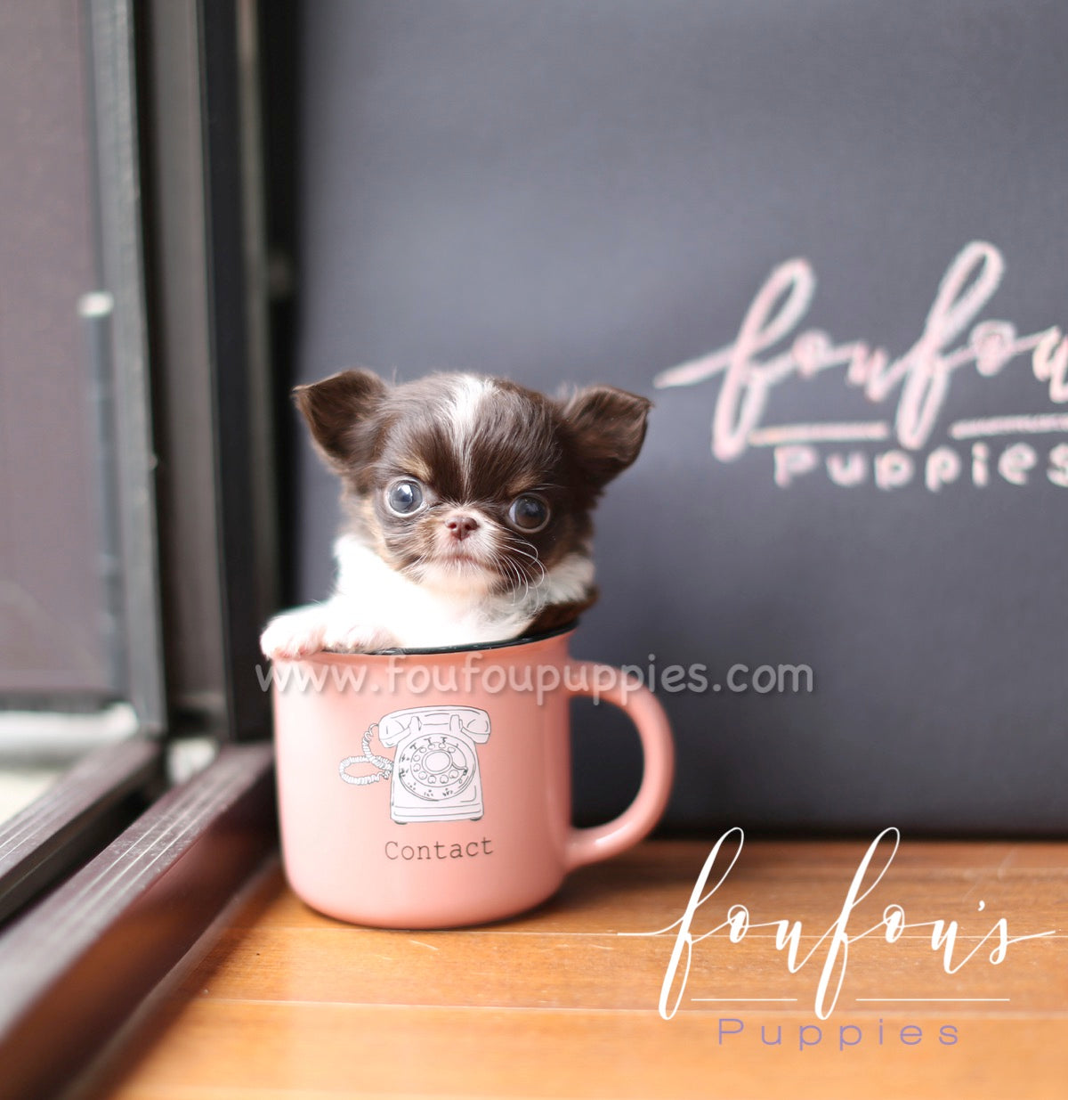 Pablo - Chihuahua M.