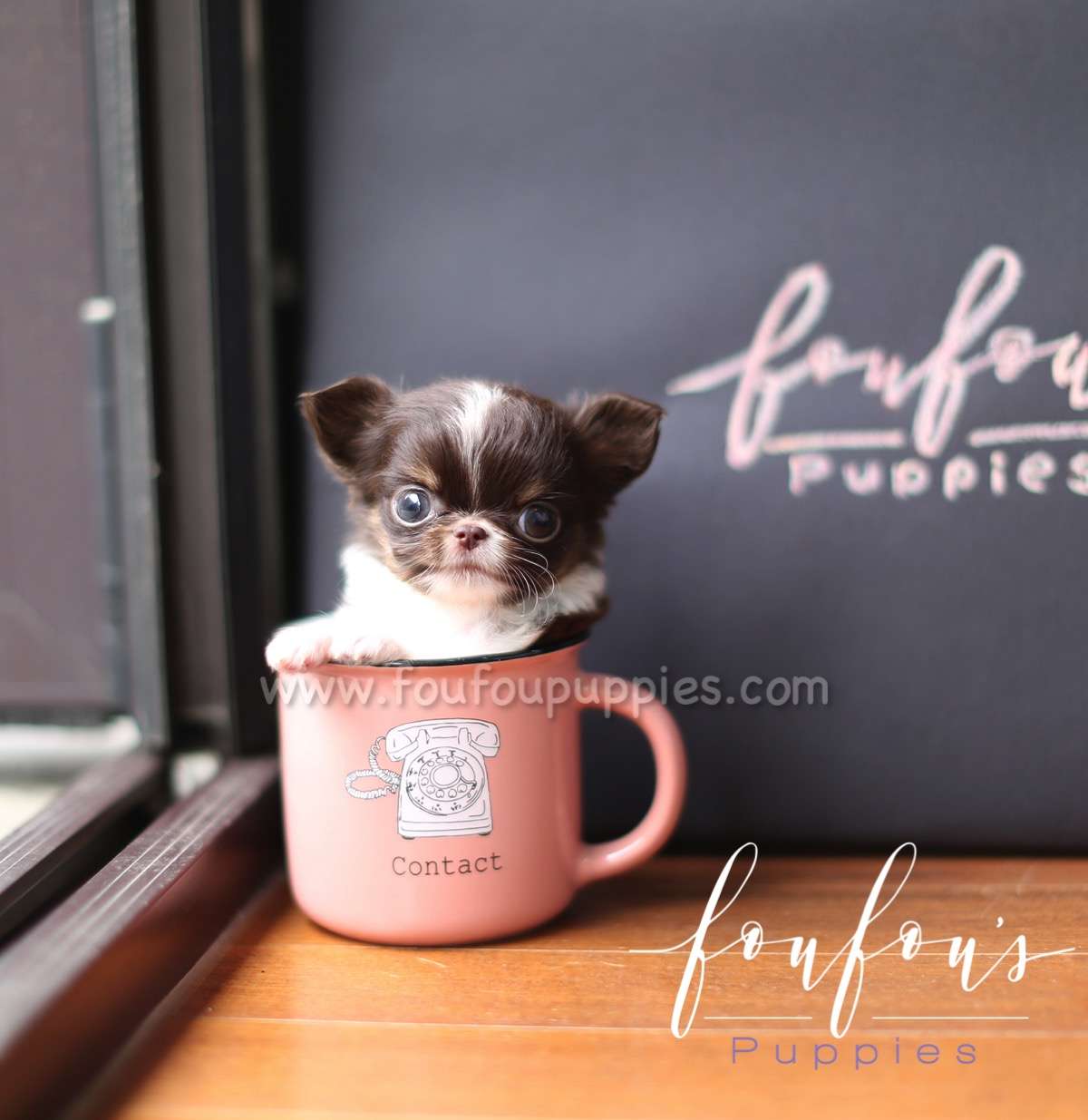 Pablo - Chihuahua M.