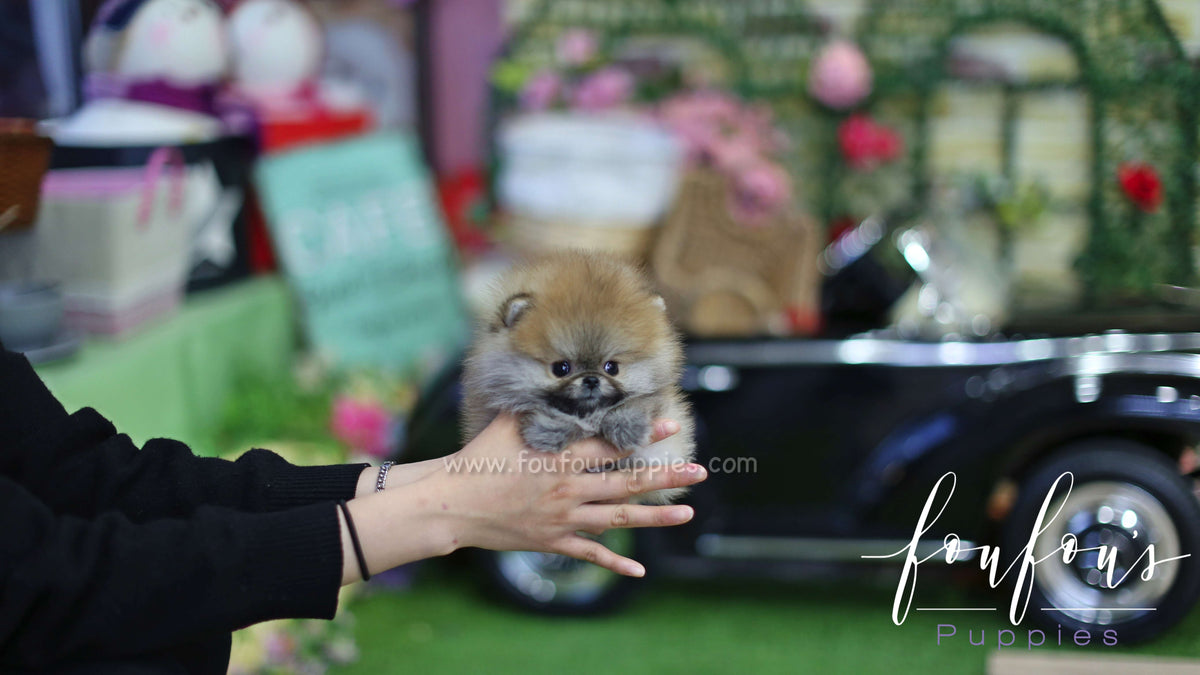 Zoe - Pomeranian F.