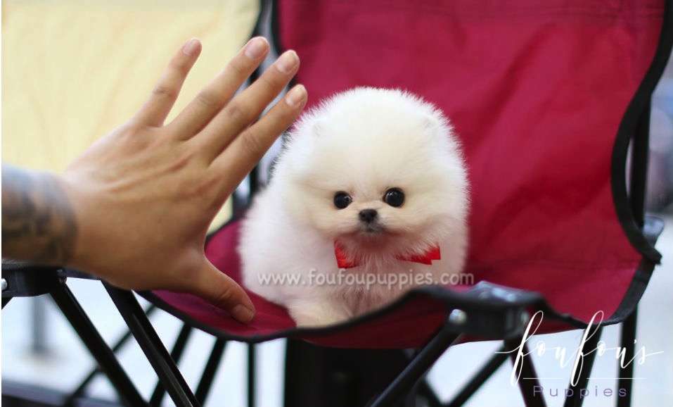 Adele - Pomeranian F.