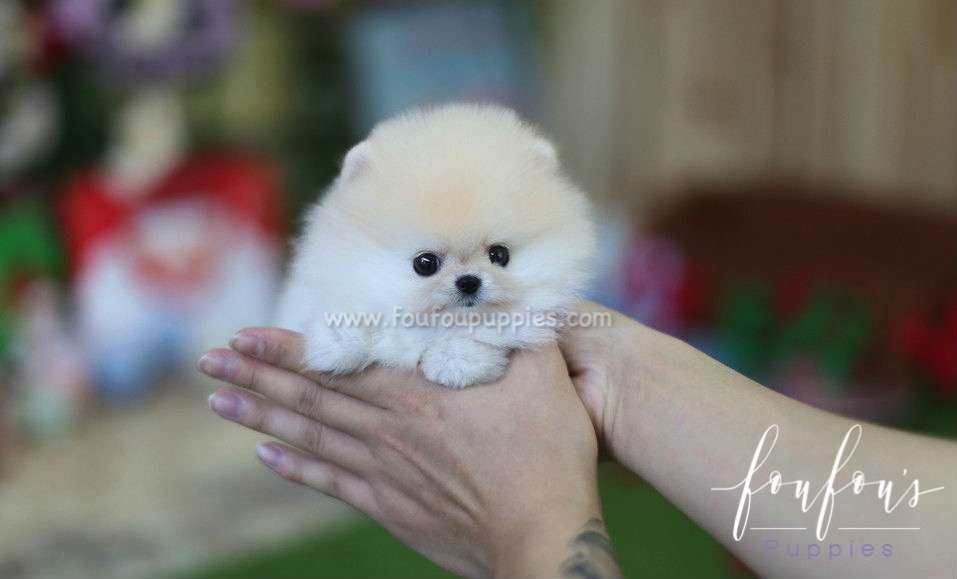 Chanel - Pomeranian F.