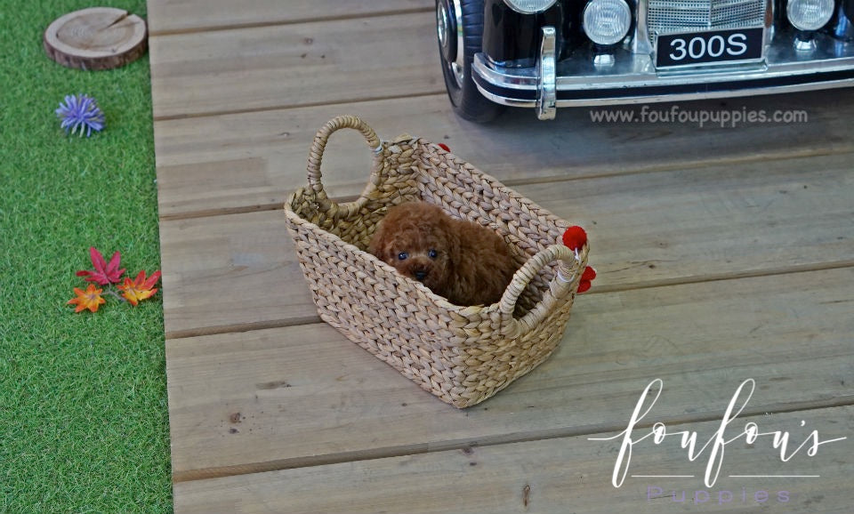 Franklin - Poodle M.