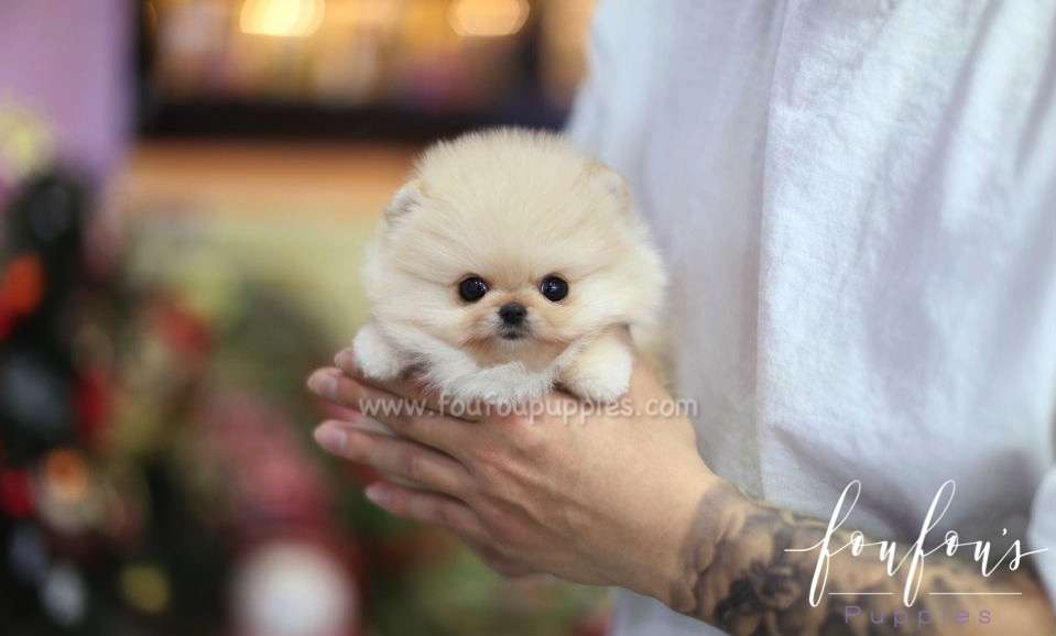 Pasha - Pomeranian M.