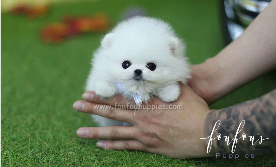 Beau - Pomeranian M.