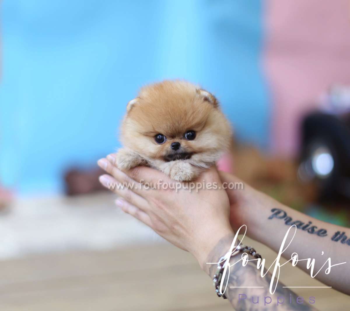 Gigi - Pomeranian F.