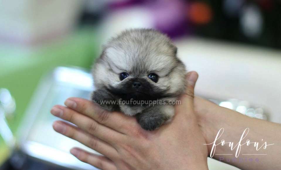 Venus - Pomeranian F.
