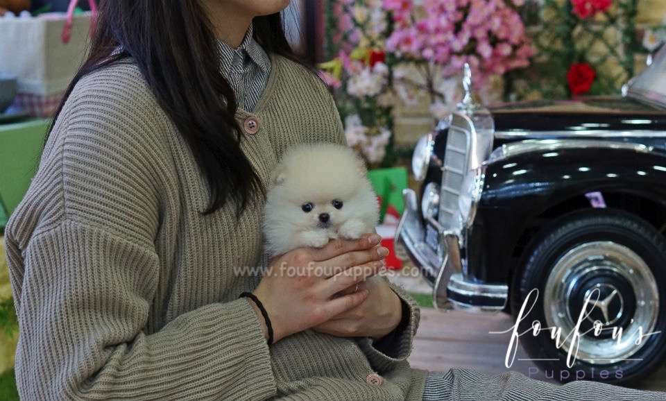 Cashmere - Pomeranian M.