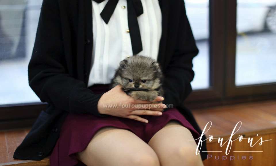 Titan - Pomeranian M.