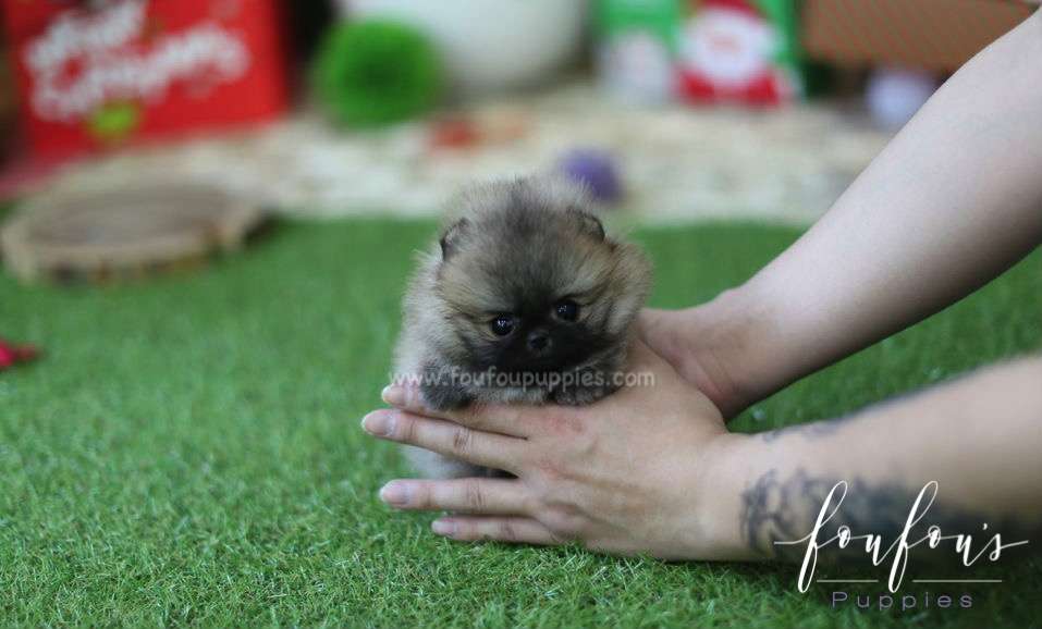 Luna - Pomeranian F.