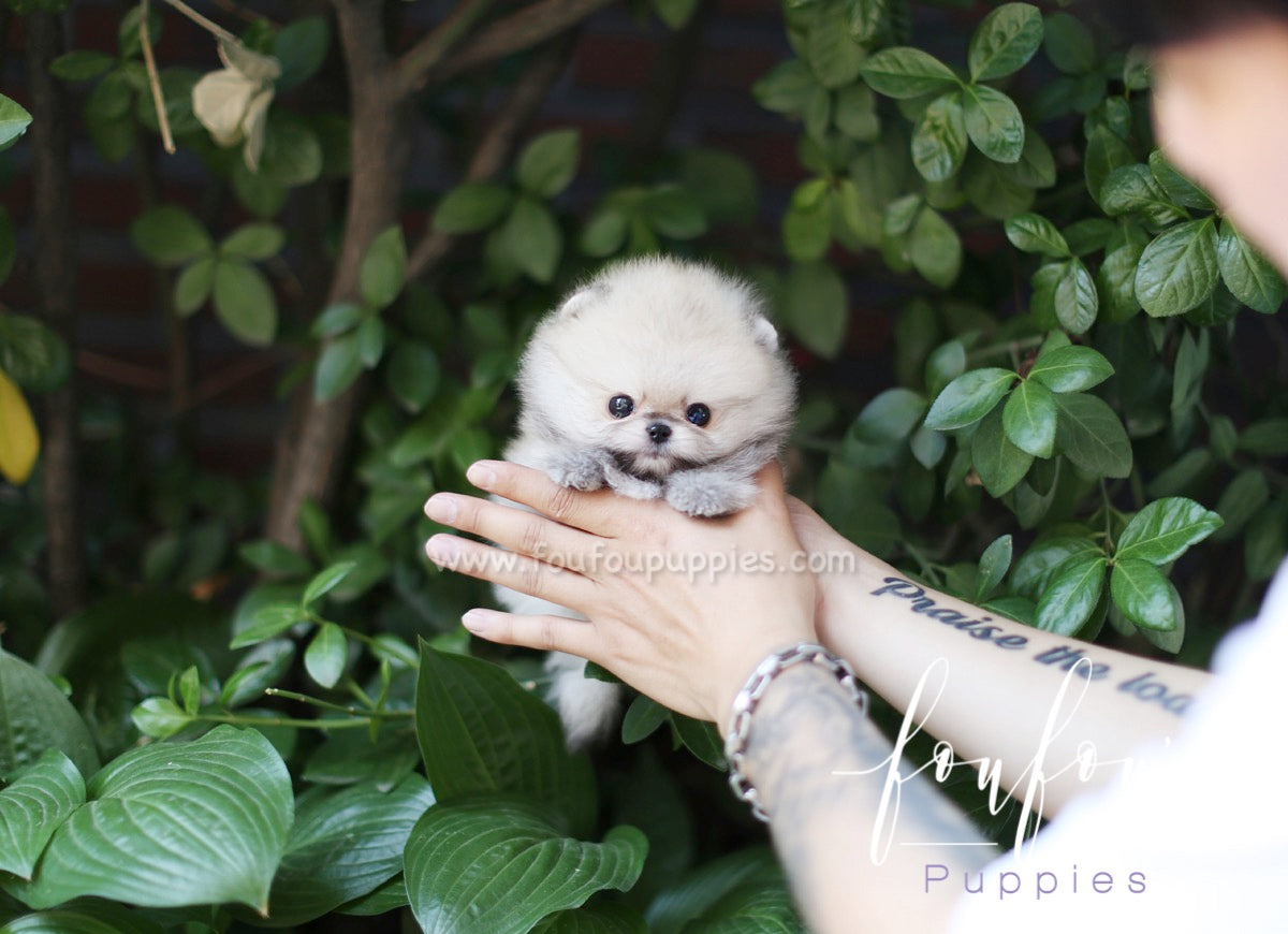 Yogi - Pomeranian M.