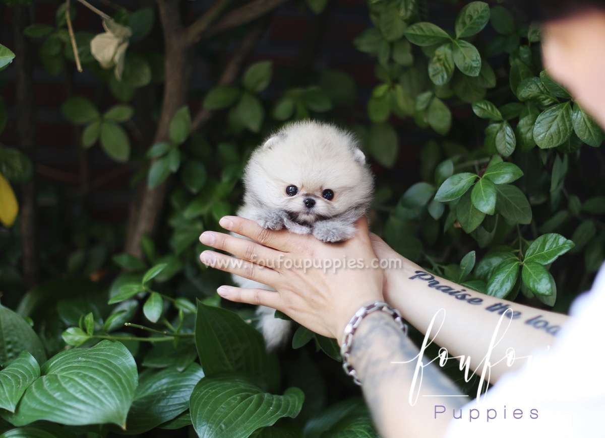 Yogi - Pomeranian M.