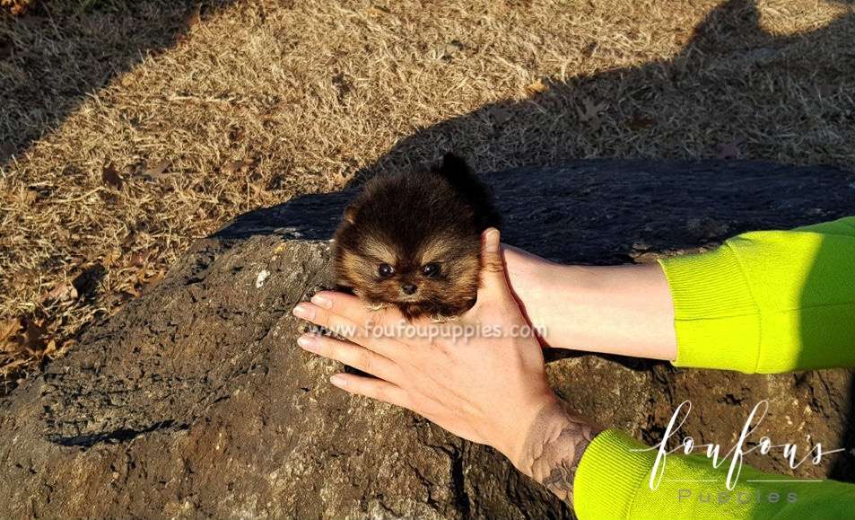 Monet - Pomeranian F.