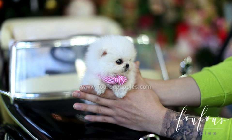 Dali - Pomeranian M.