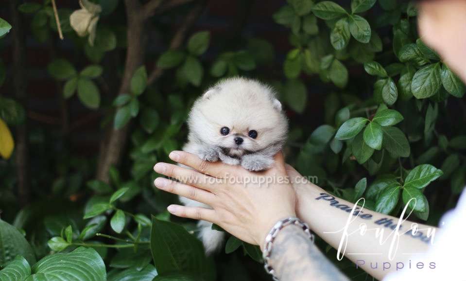 Yogi - Pomeranian M.