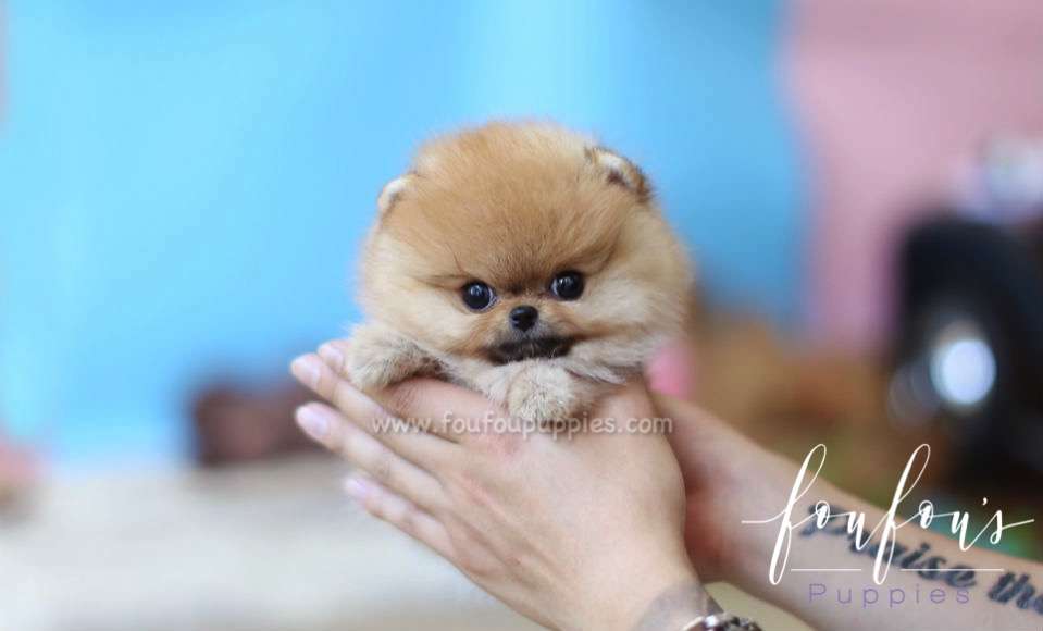Gigi - Pomeranian F.