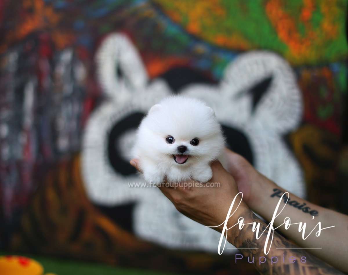 Ken - Pomeranian M.