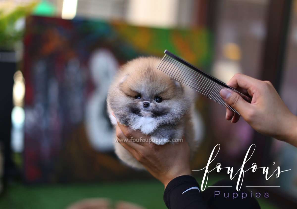 Bubba - Pomeranian M.
