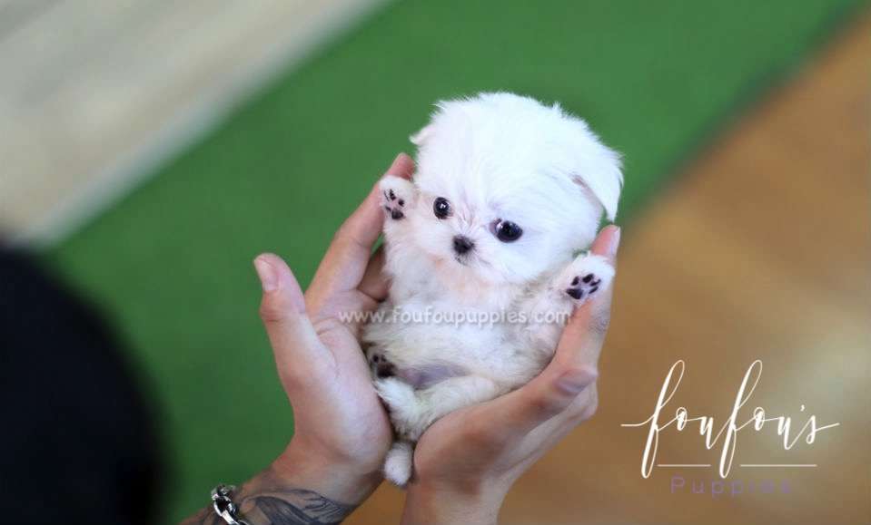 Benji - Maltese M.