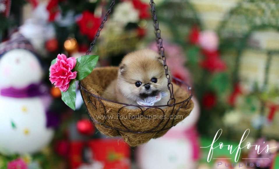 Dancer - Pomeranian M.