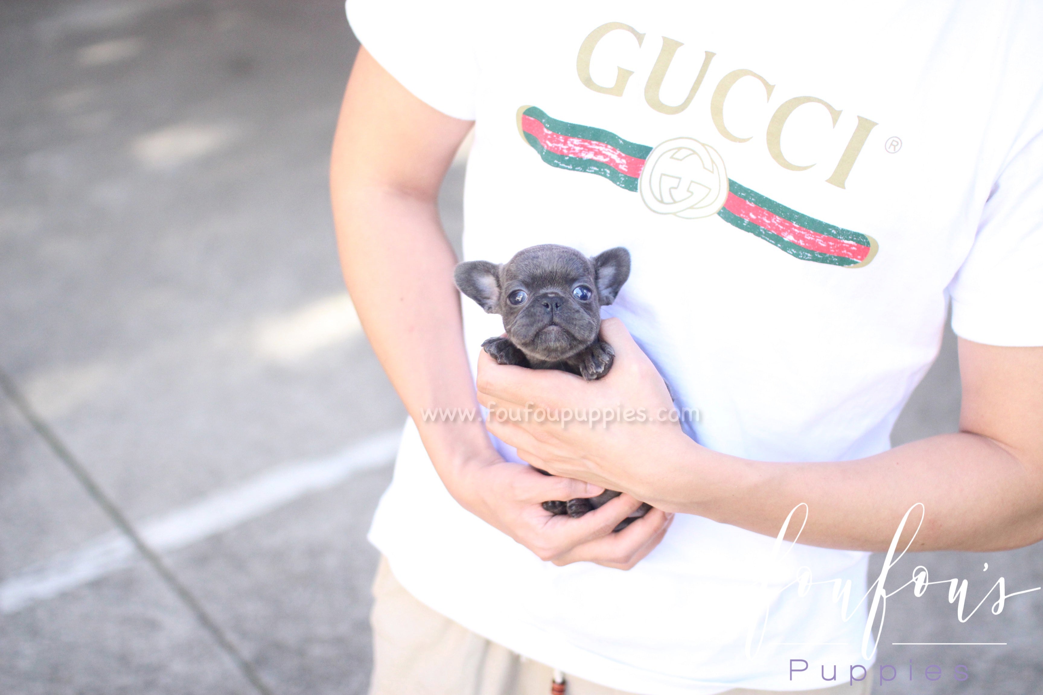 Bella - French Bulldog F.