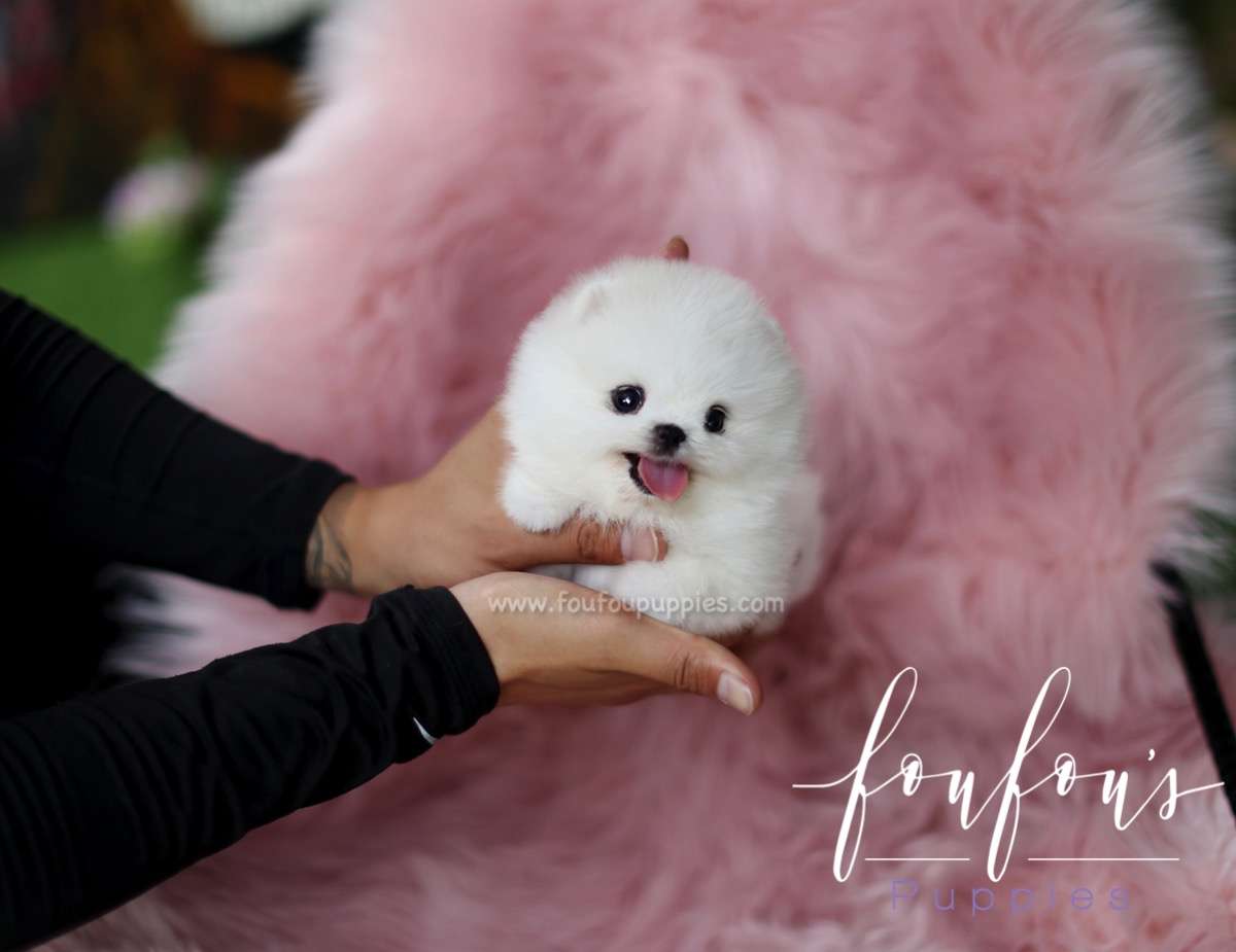Milk - Pomeranian M.