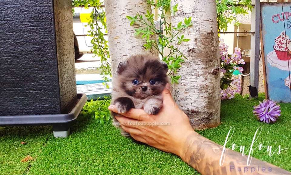 Acai - Pomeranian M.