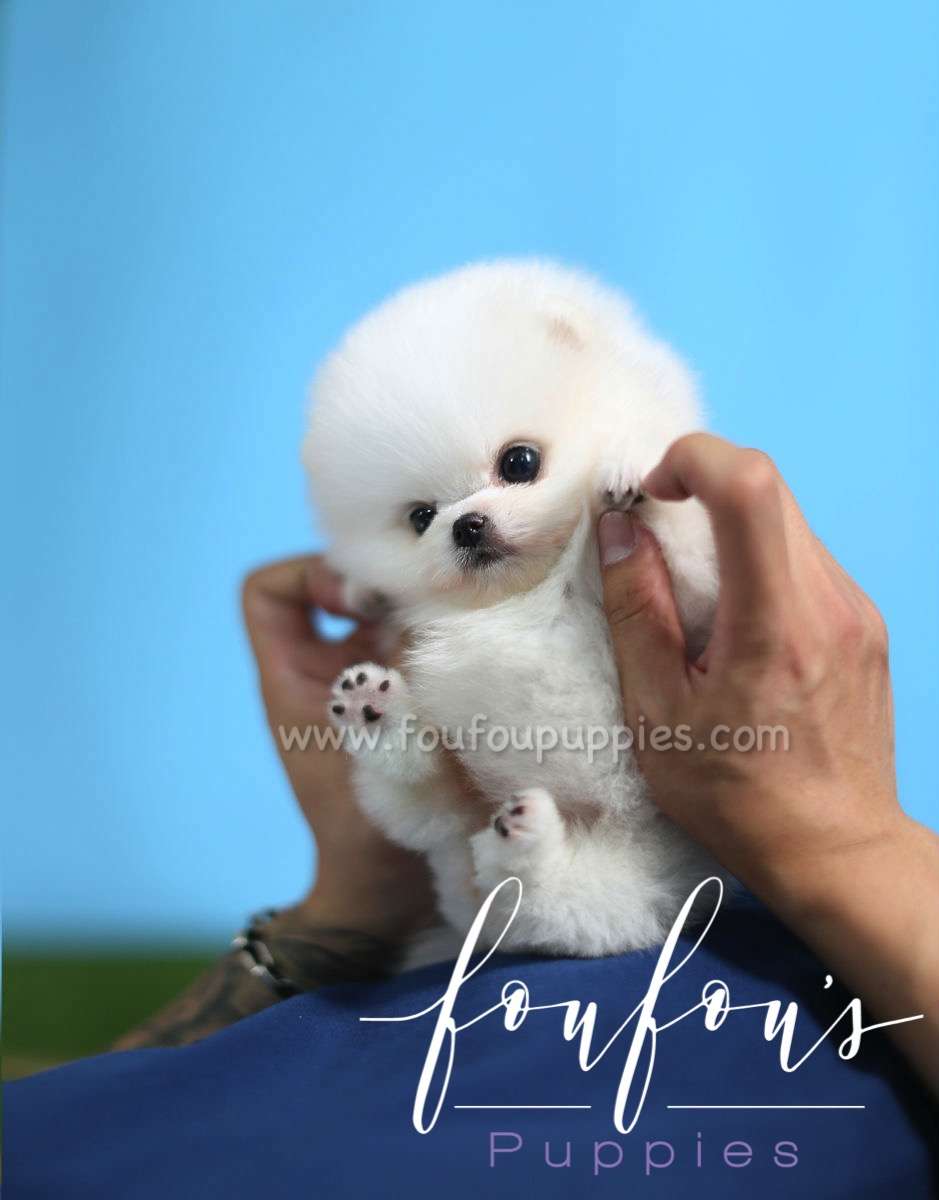 Kissme - Pomeranian F.