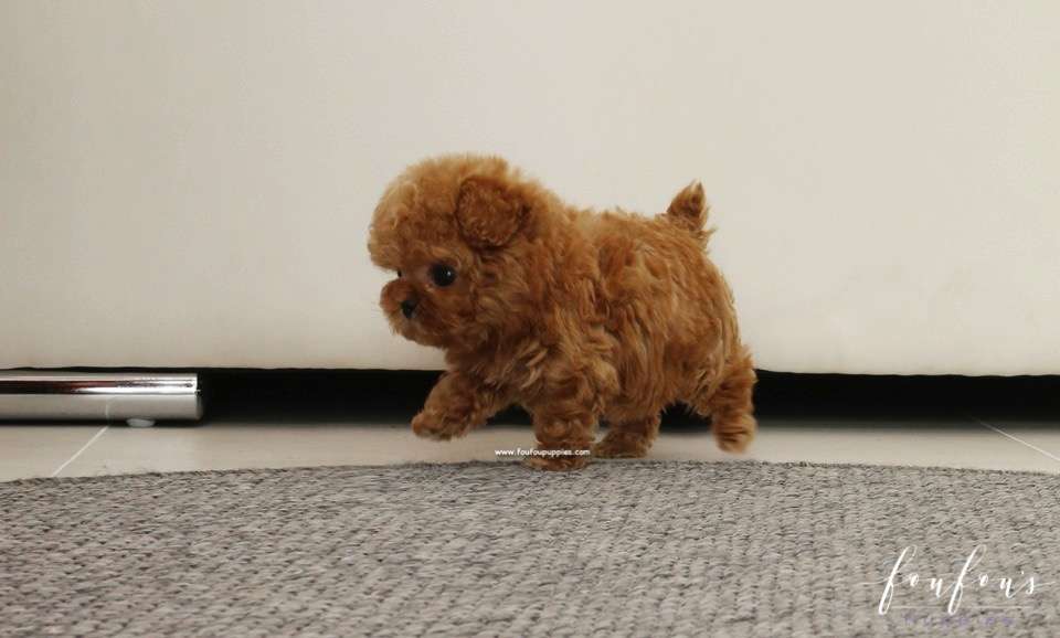Jolie - Poodle F.