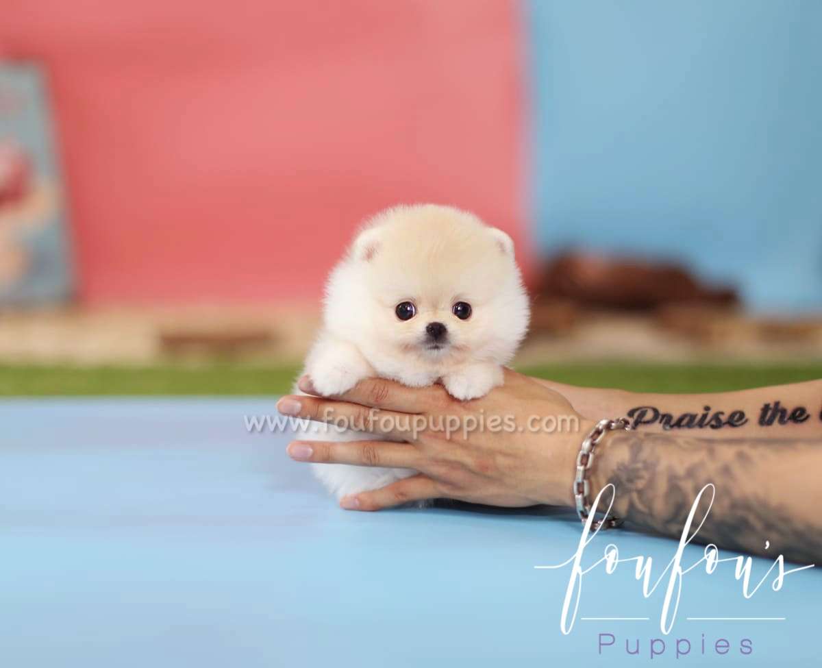 Simba - Pomeranian M.