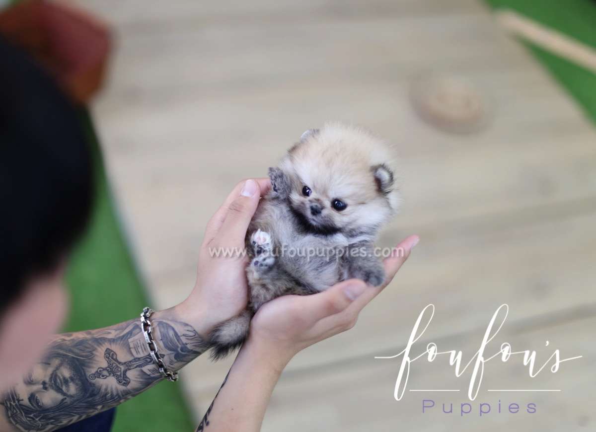 Moon - Pomeranian F.