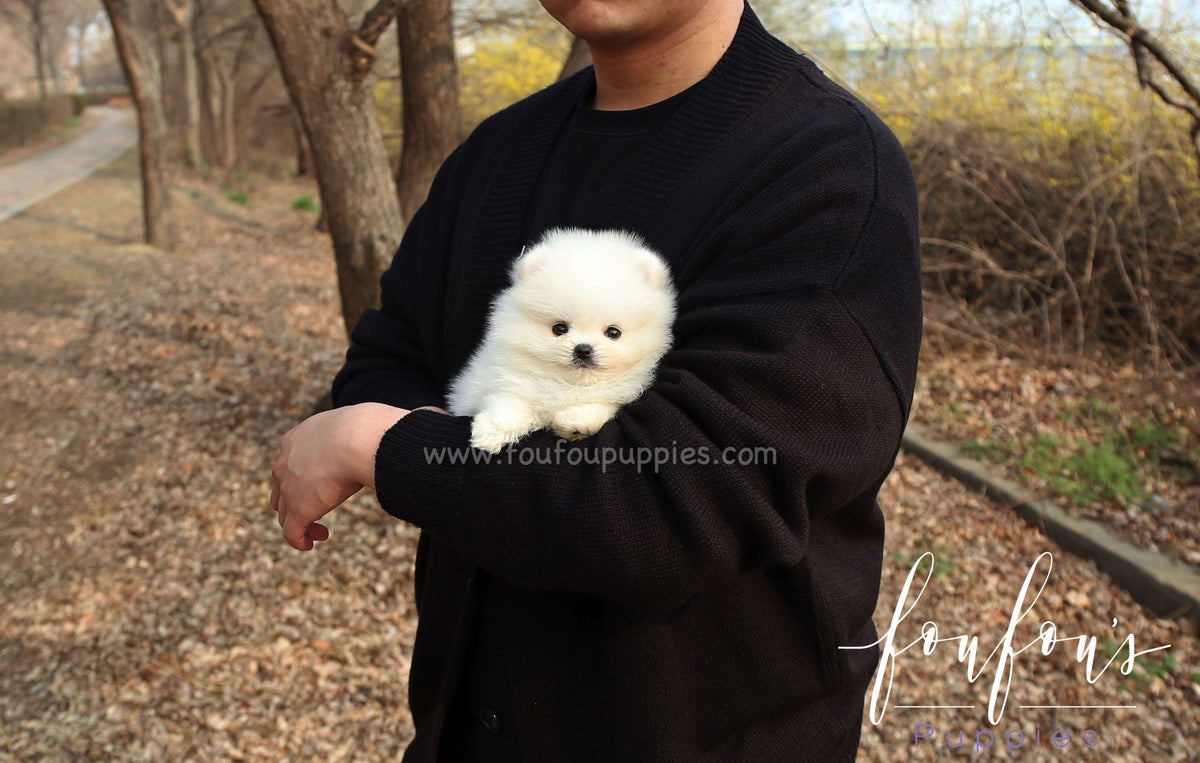Barney - Pomeranian M.