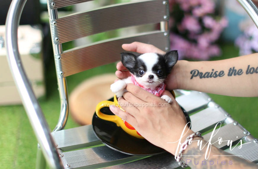 Stewart - Chihuahua M.