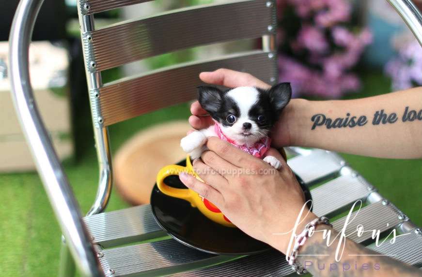 Stewart - Chihuahua M.