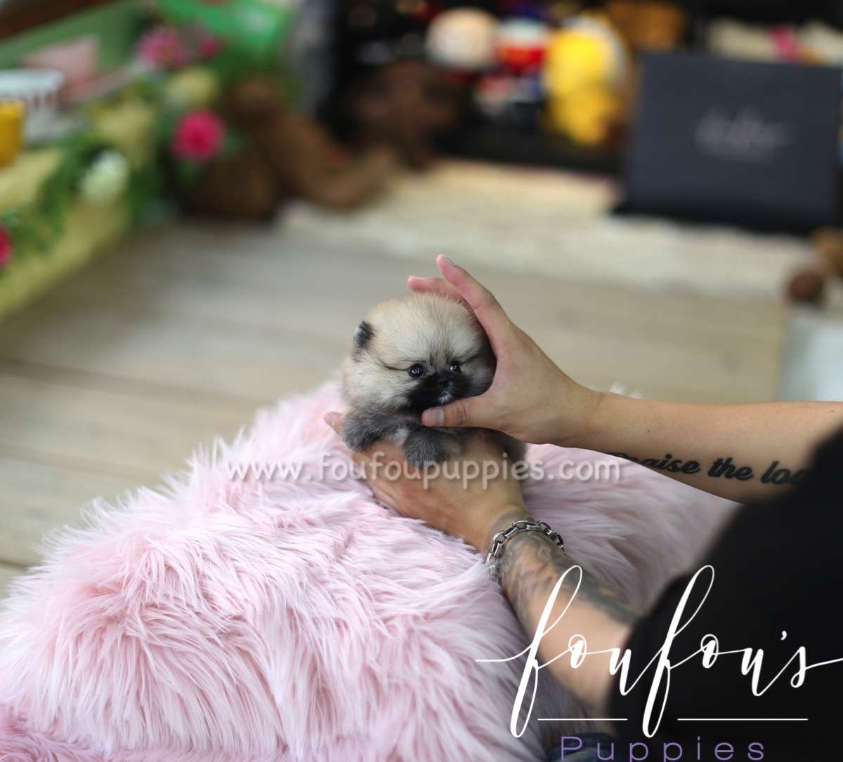 Savannah - Pomeranian F.