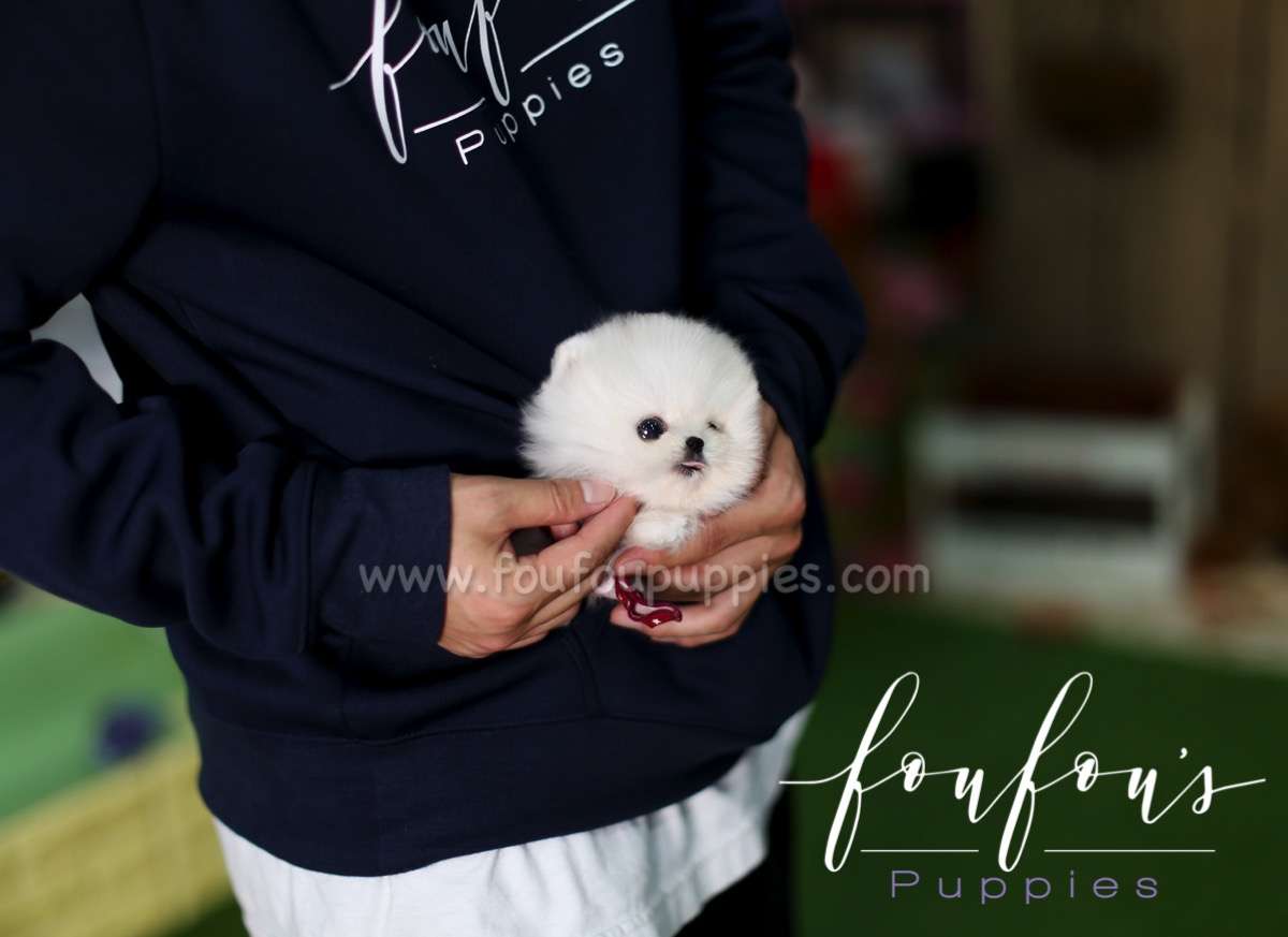 Missy - Pomeranian F.