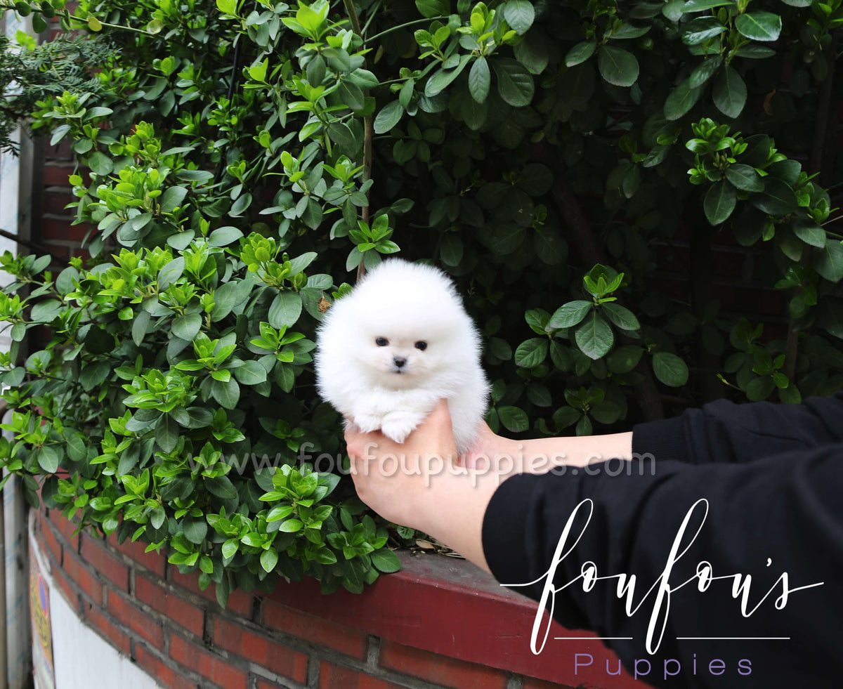 Lux - Pomeranian M.
