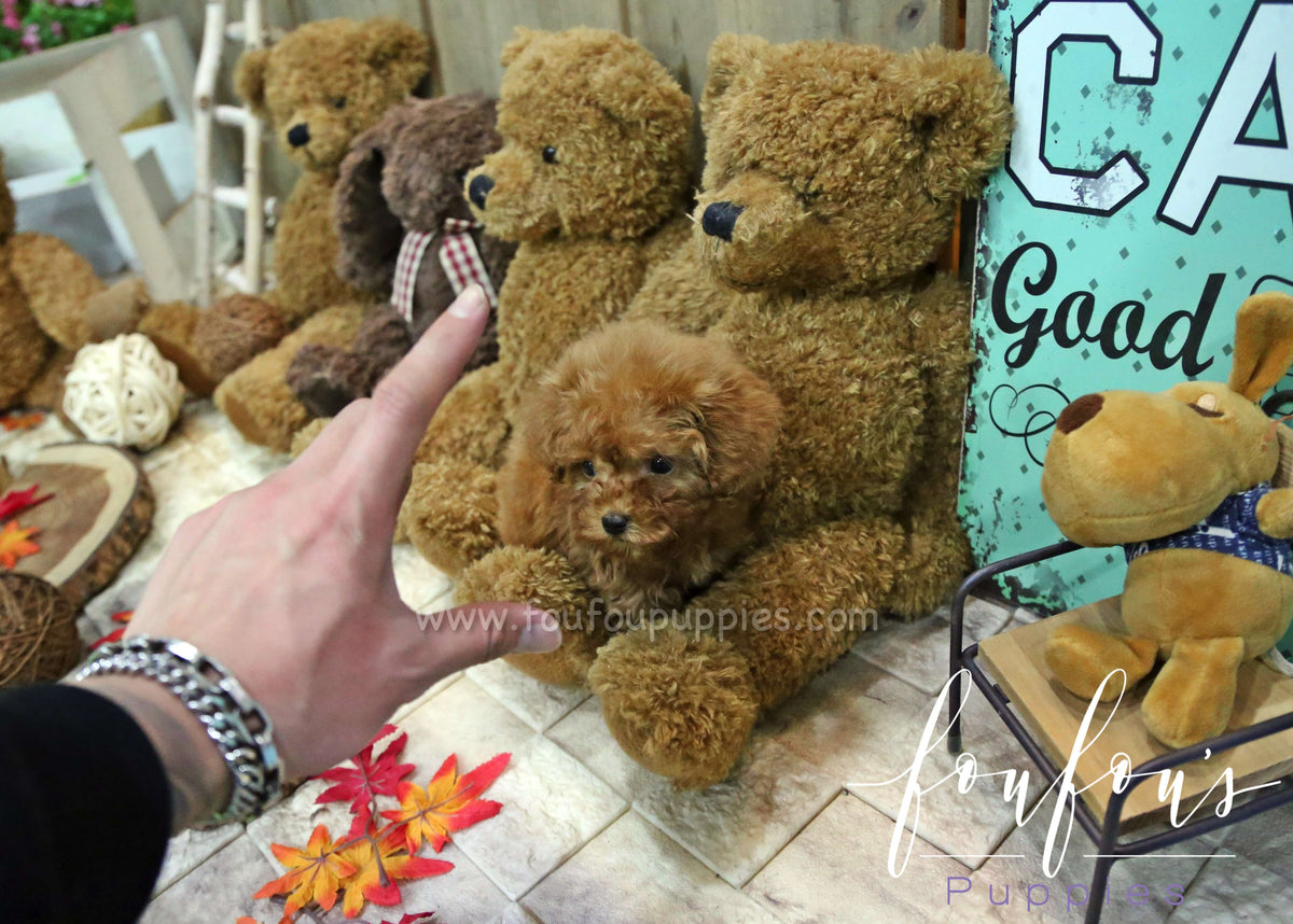 Dolly - Poodle F.
