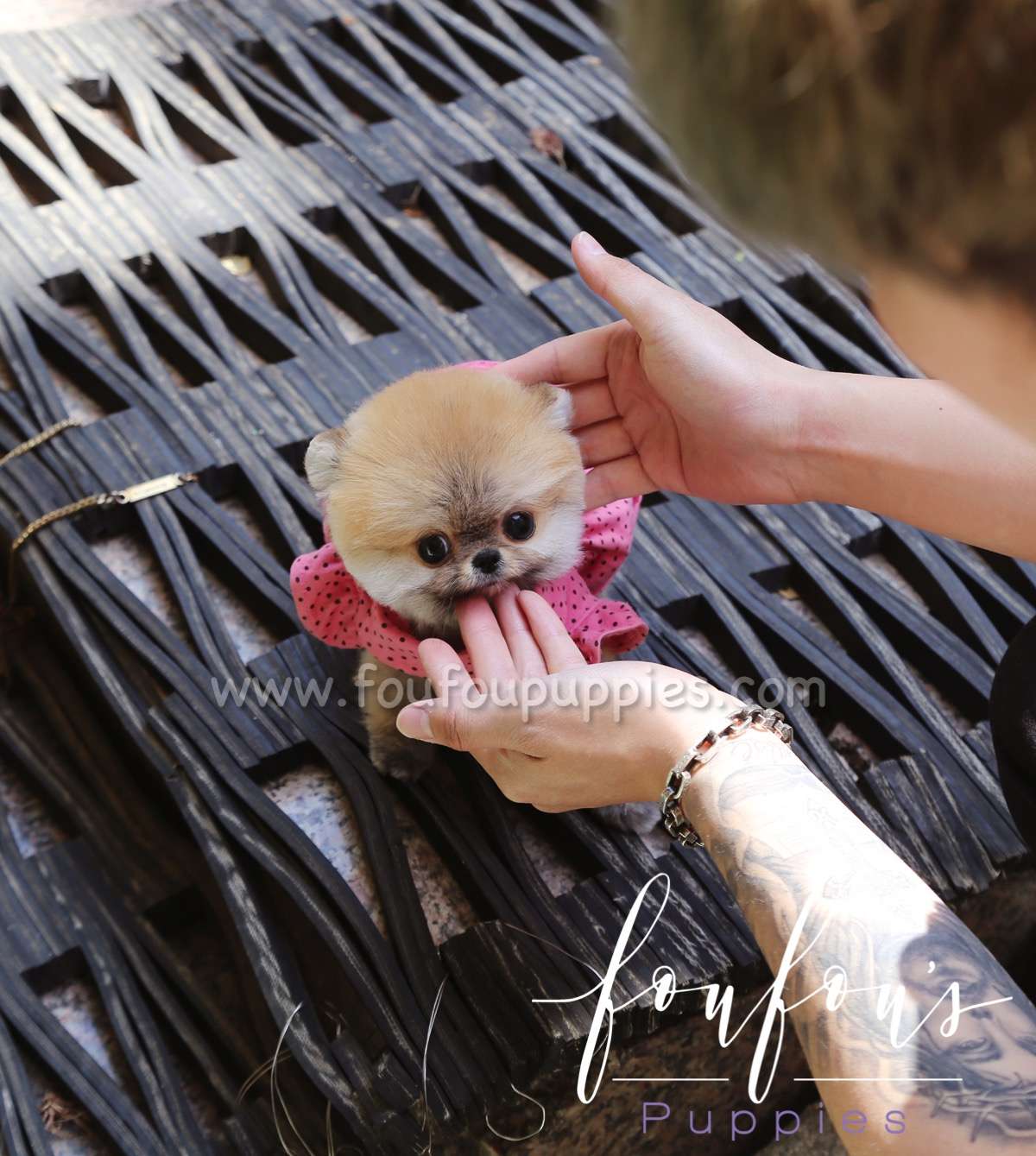 Poochi - Pomeranian M.
