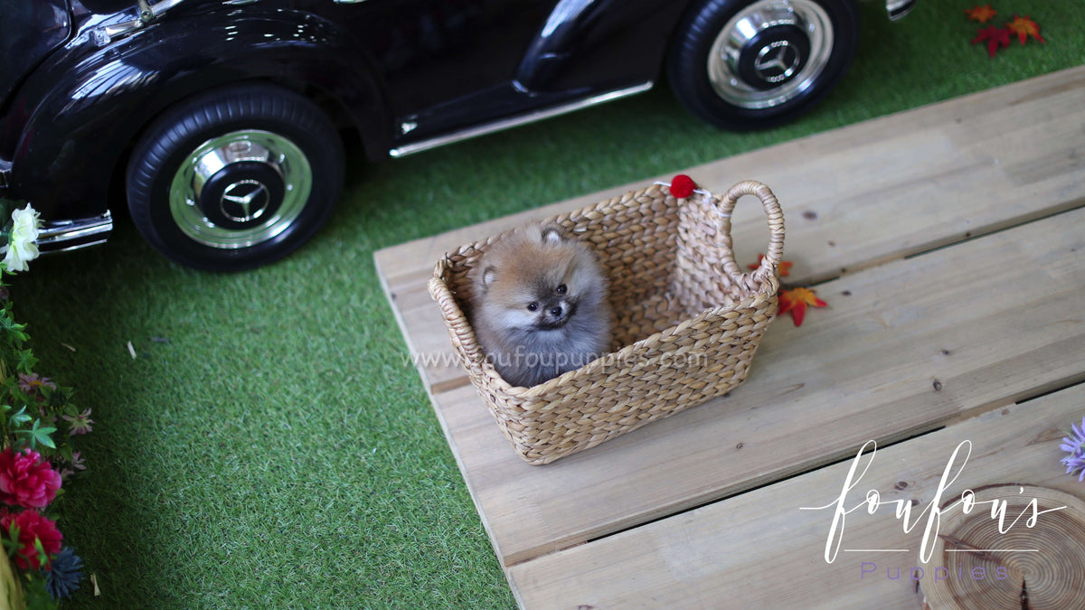Zoe - Pomeranian F.